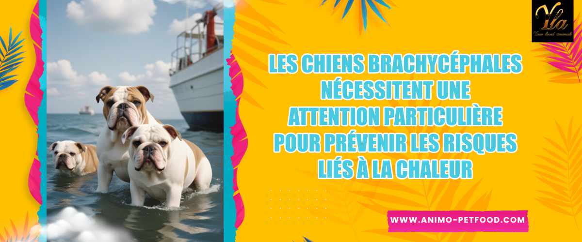 Les chiens brachycéphales nécessitent une attention particulière pour prévenir les risques liés à la chaleur